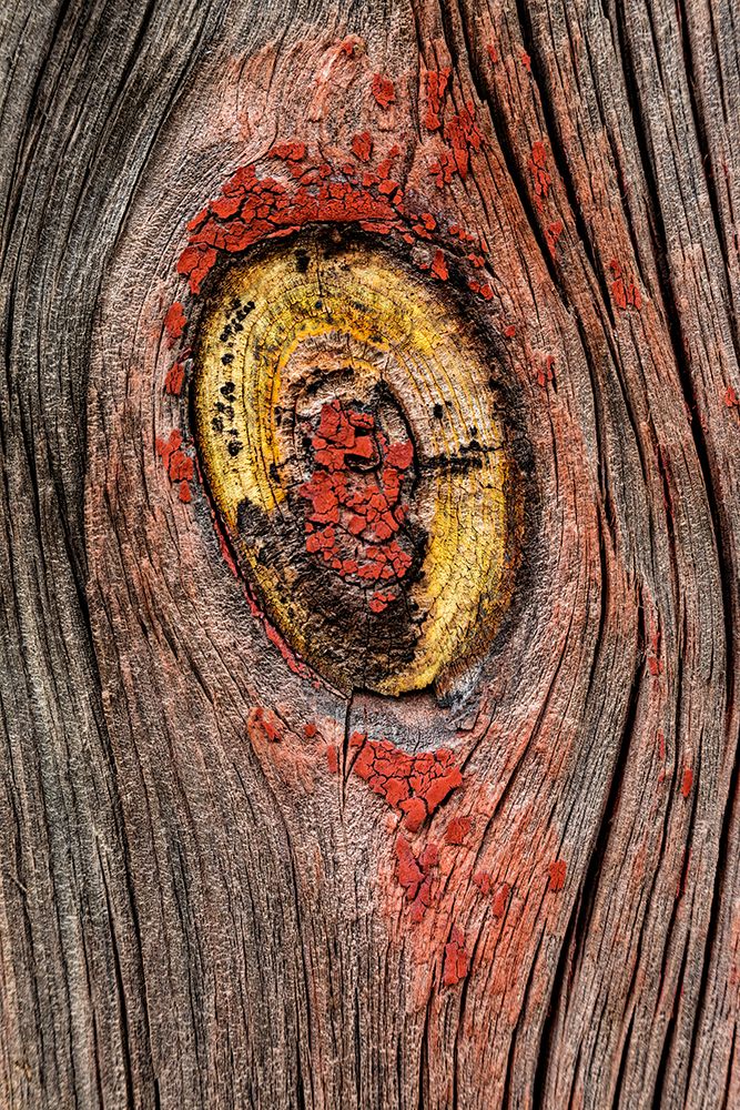 USA, Palouse, Washington State. Wood pattern.